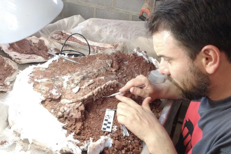 Científicos del Conicet hallaron fósil de dinosaurio en La Rioja